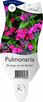 Pulmonaria &#039;Shrimps on the Barbie&#039;