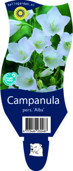 Campanula persicifolia &#039;Alba&#039;