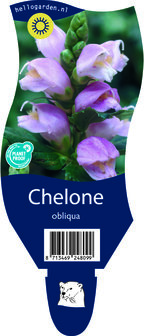 Chelone obliqua