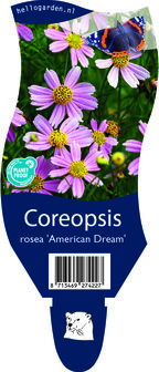 Coreopsis rosea &#039;American Dream&#039;