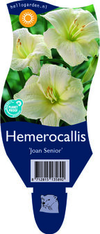 Hemerocallis &#039;Joan Senior&#039;