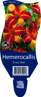 Hemerocallis &#039;Frans Hals&#039;