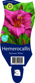 Hemerocallis &#039;Summer Wine&#039;