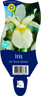 Iris sibirica &#039;Snow Queen&#039;