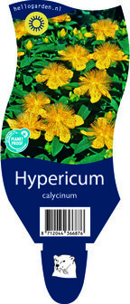 Hypericum calycinum