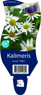 Kalimeris incisa &#039;Alba&#039;