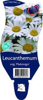 Leucanthemum vulgare &#039;Maik&ouml;nigin&#039;