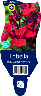 Lobelia fulgens &#039;Queen Victoria&#039;