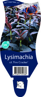 Lysimachia ciliata &#039;Fire Cracker&#039;