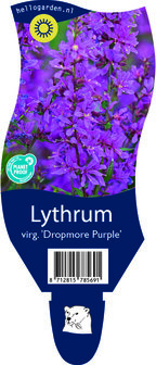 Lythrum salicaria &#039;Dropmore Purple&#039;