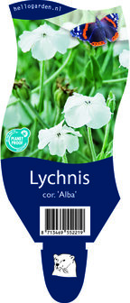 Lychnis coronaria &#039;Alba&#039;