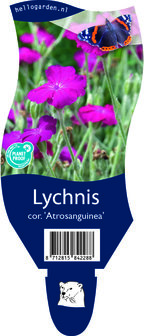 Lychnis coronaria &#039;Atrosanguinea&#039;