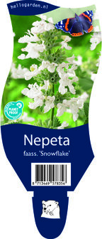 Nepeta faassenii &#039;Snowflake&#039;