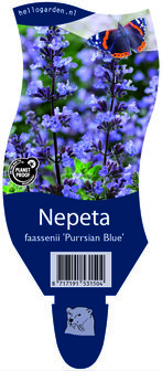 Nepeta faassenii &#039;Persian Blue&#039;