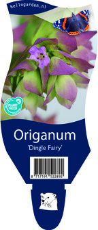 Origanum &#039;Dingle Fairy&#039;