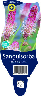 Sanguisorba officinalis &#039;Pink Tanna&#039;