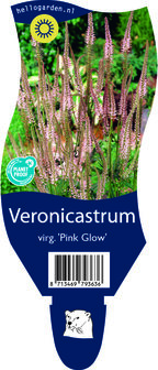 Veronicastrum virginicum &#039;Pink Glow&#039;