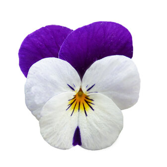 White Violet