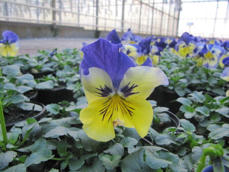 Yellow Blue-Wing