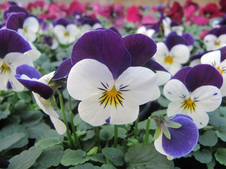 White Violet