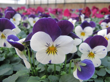 White Violet