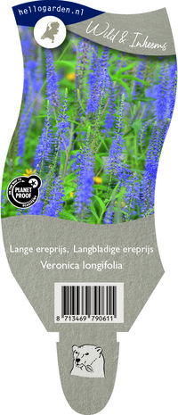 Veronica longifolia