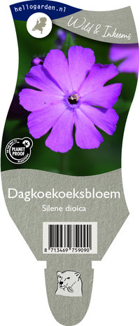 Silene dioica