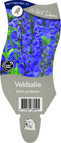 Salvia pratensis