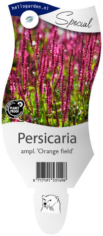 Persicaria amplexicaulis 'Orange Field'