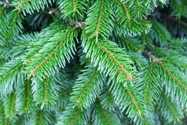 Abies nordmanniana (gezaagd) - nordmann spar