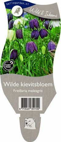 Fritillaria meleagris