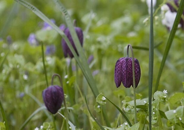 Fritillaria meleagris