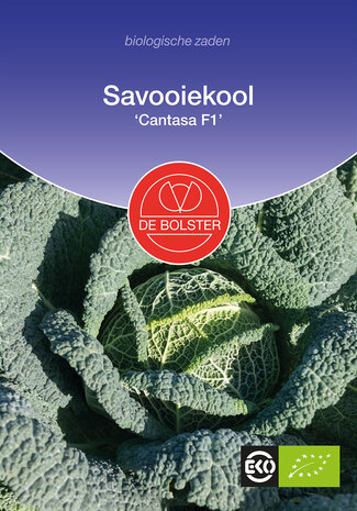 Savooiekool 'Cantasa F1'