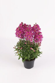 Antirrhinum - roze