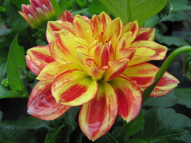 Dahlia - wit/geel/rood