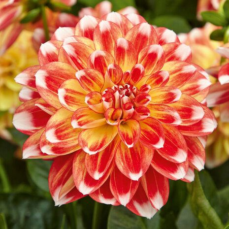 Dahlia - wit/geel/rood