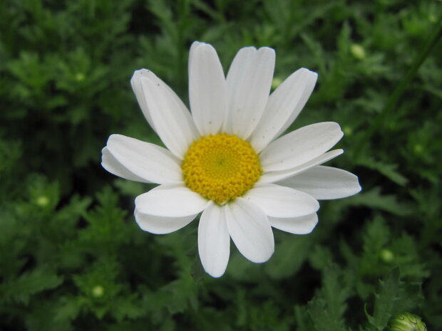 Chrysanthemum - wit