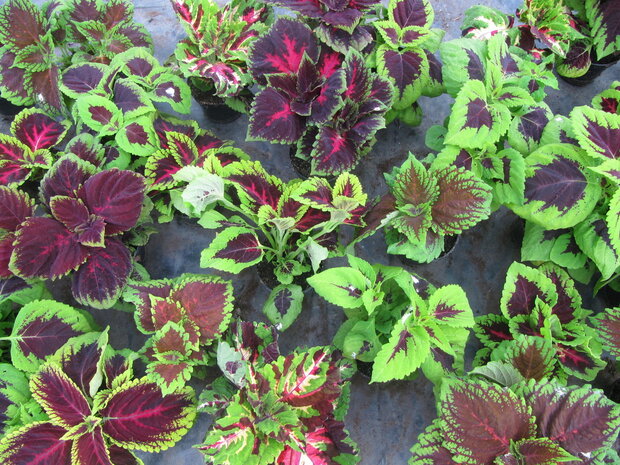 Coleus - bont