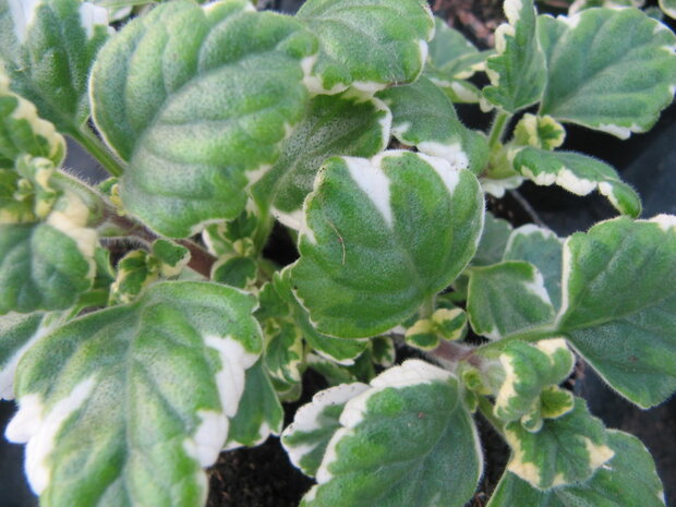 Plectranthus - bont blad