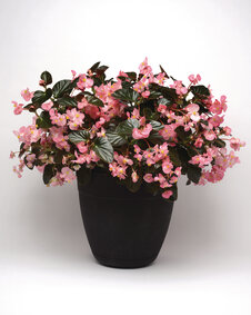 Begonia - roze (donkerblad)