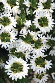 Scaevola - wit