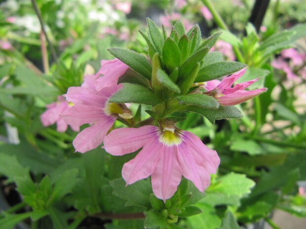 Scaevola - roze