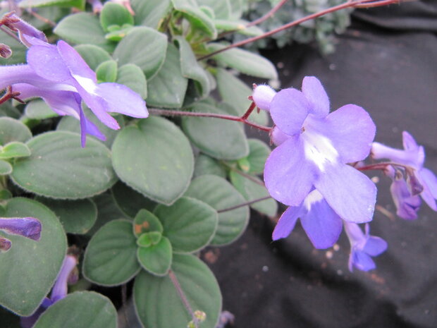 Streptocarpus - blauw