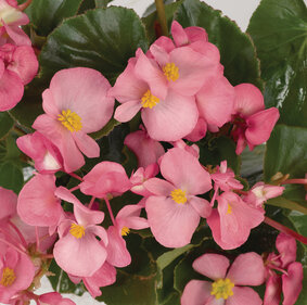 Begonia - roze (lichtblad)