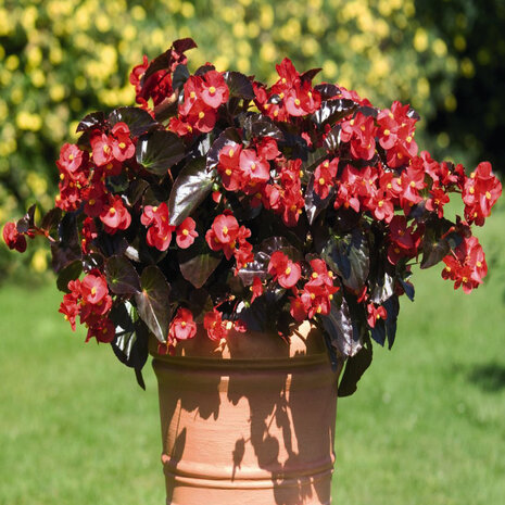 Big Red Bronze Leaf