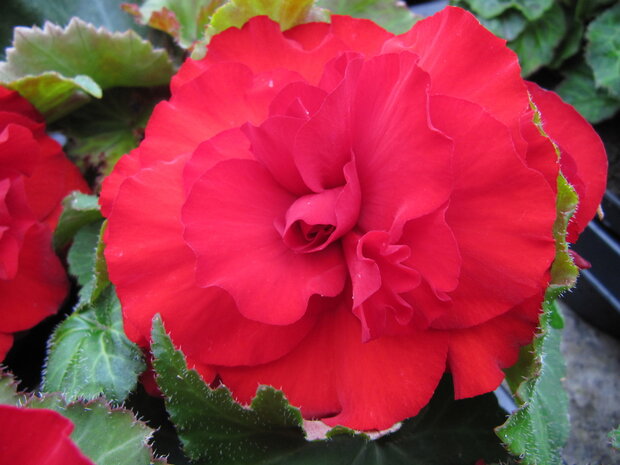 Begonia rood