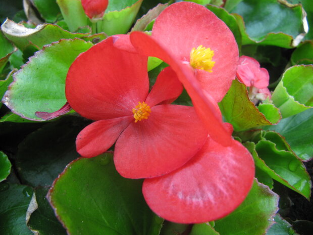 Begonia - rood (lichtblad)