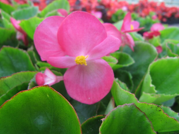 Begonia - roze (lichtblad)