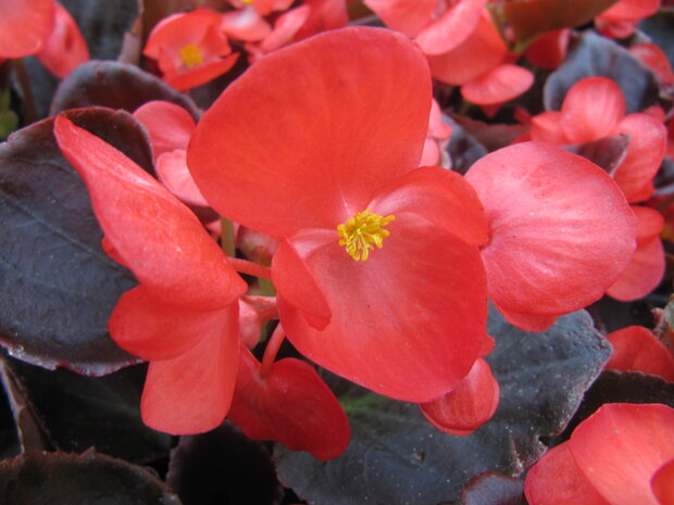 Begonia - rood (donkerblad)