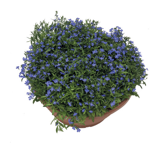 Lobelia - blauw